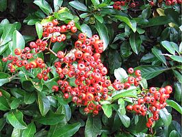 Vuurdoorn_met_bessen