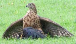 Buizerd in Noorderpark 6