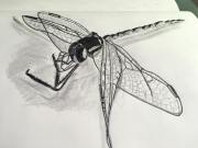 22548674_10210885768080358_6039516845316814961_o