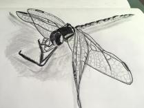 22548674_10210885768080358_6039516845316814961_o