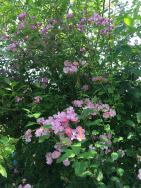 34675012_10212619364819193_5700394497783889920_n