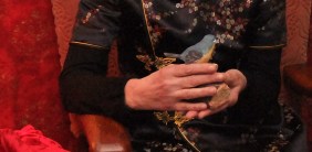 chinese nachtegaal 3