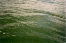 andres grote reis bloemen