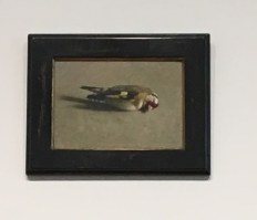 distelvink van helmantel