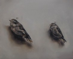 musjes van borremans