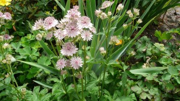 astrantia major